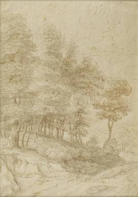 Forest Edge