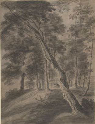 Forest Scene with Tree in the Foreground
