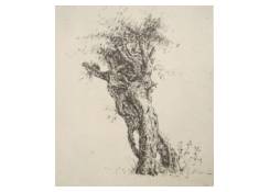 CB 660: Study of a Tree Work 660: Study of a Tree